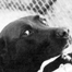 Thumbnail image for Eulogy for a Four Legged Friend.